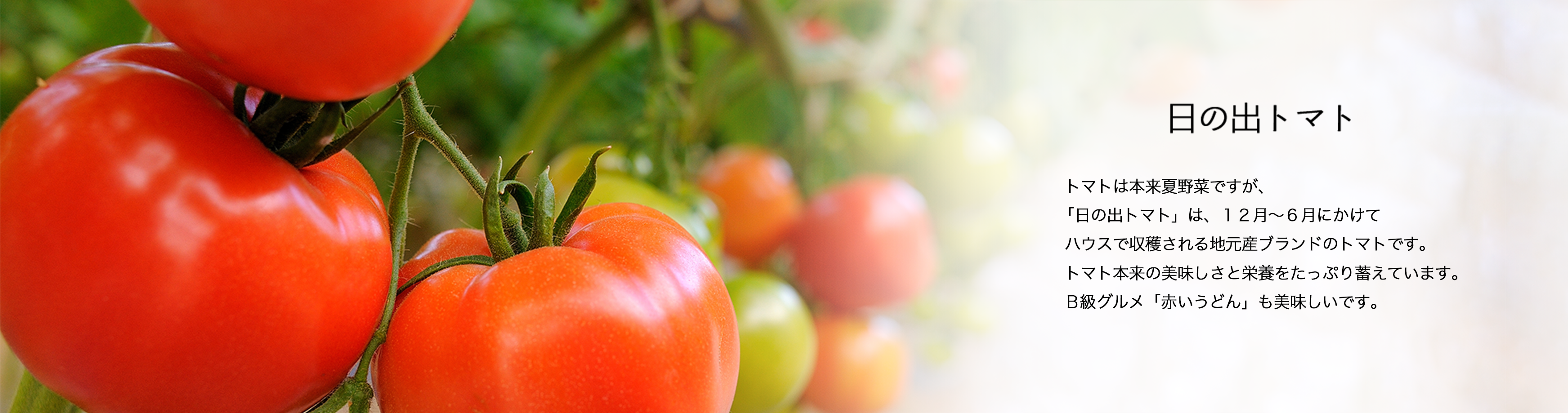 日の出トマト　トマトは本来夏野菜ですが、 「日の出トマト」は、１２月〜６月にかけて ハウスで収穫される地元産ブランドのトマトです。 トマト本来の美味しさと栄養をたっぷり蓄えています。 B級グルメ「赤いうどん」も美味しいです。